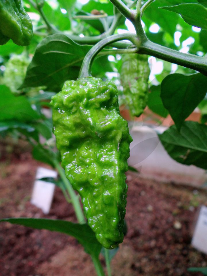 Bhut Jolokia paprička