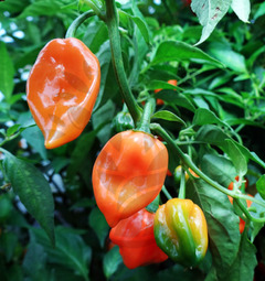 Habanero Orange