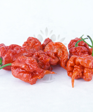 Carolina Reaper HP22B