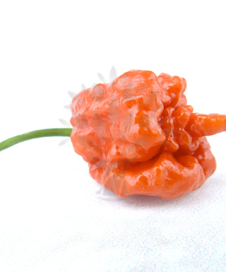 Carolina Reaper HP22B