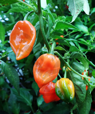 Habanero Orange